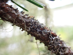 Hypogymnia hultenii