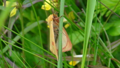 Diacrisia sannio