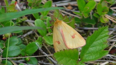 Diacrisia sannio
