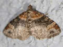 Larentiinae