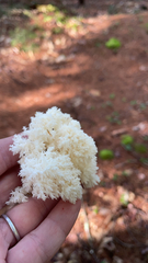 Hericium coralloides