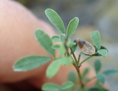Indigofera denudata