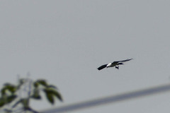 Elanoides forficatus