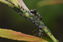 Formica fusca