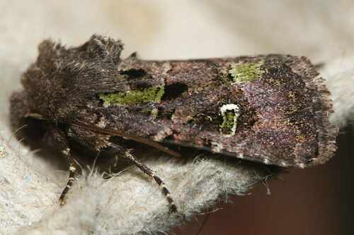 Bristly Cutworm Moth