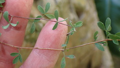Indigofera denudata