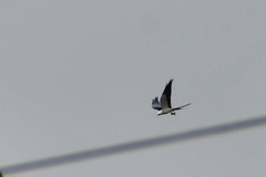 Elanoides forficatus