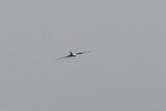 Elanoides forficatus