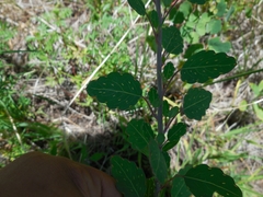 Porophyllum ruderale macrocephalum