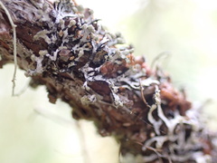 Hypogymnia hultenii