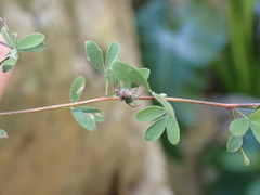 Indigofera denudata