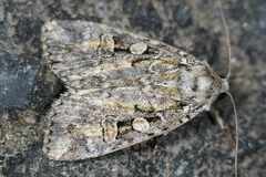 Anaplectoides pressus