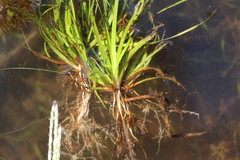 Juncus repens