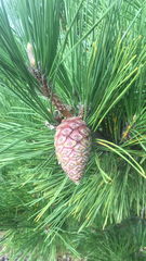 Pinus