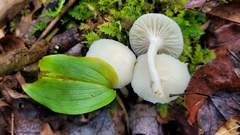 Cuphophyllus virgineus