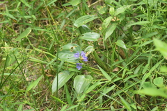 Pontederia vaginalis