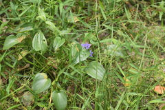 Pontederia vaginalis