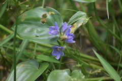 Pontederia vaginalis