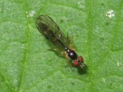 Baccha elongata