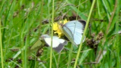 Colias palaeno