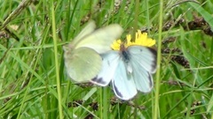 Colias palaeno