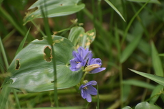 Pontederia vaginalis