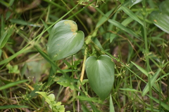 Pontederia vaginalis