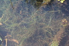 Eleocharis vivipara