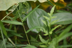 Pontederia vaginalis