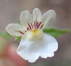 Nemesia deflexa