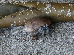 Coenobita compressus