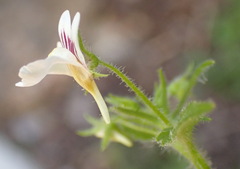 Nemesia deflexa