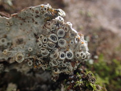 Thelotrema