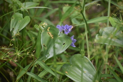Pontederia vaginalis