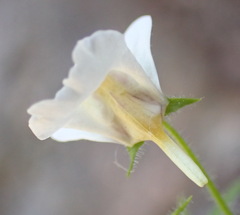 Nemesia deflexa