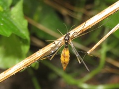 Ptychoptera albimana