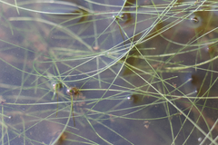 Eleocharis vivipara