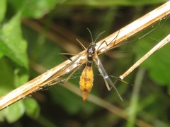 Ptychoptera albimana