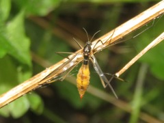 Ptychoptera albimana