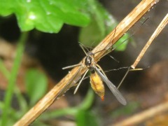 Ptychoptera albimana
