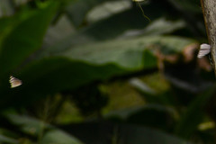 Hamadryas feronia