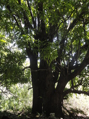 Mangifera indica