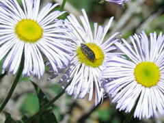 Acmaeodera rubronotata