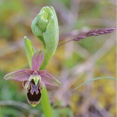 Ophrys scolopax