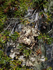 Lobarina scrobiculata
