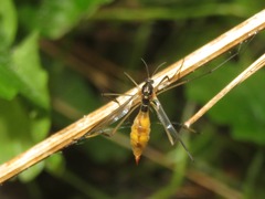 Ptychoptera albimana