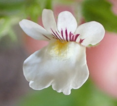 Nemesia deflexa