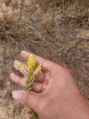 Oenothera clelandii