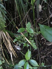 Geniostoma ligustrifolium ligustrifolium