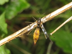 Ptychoptera albimana